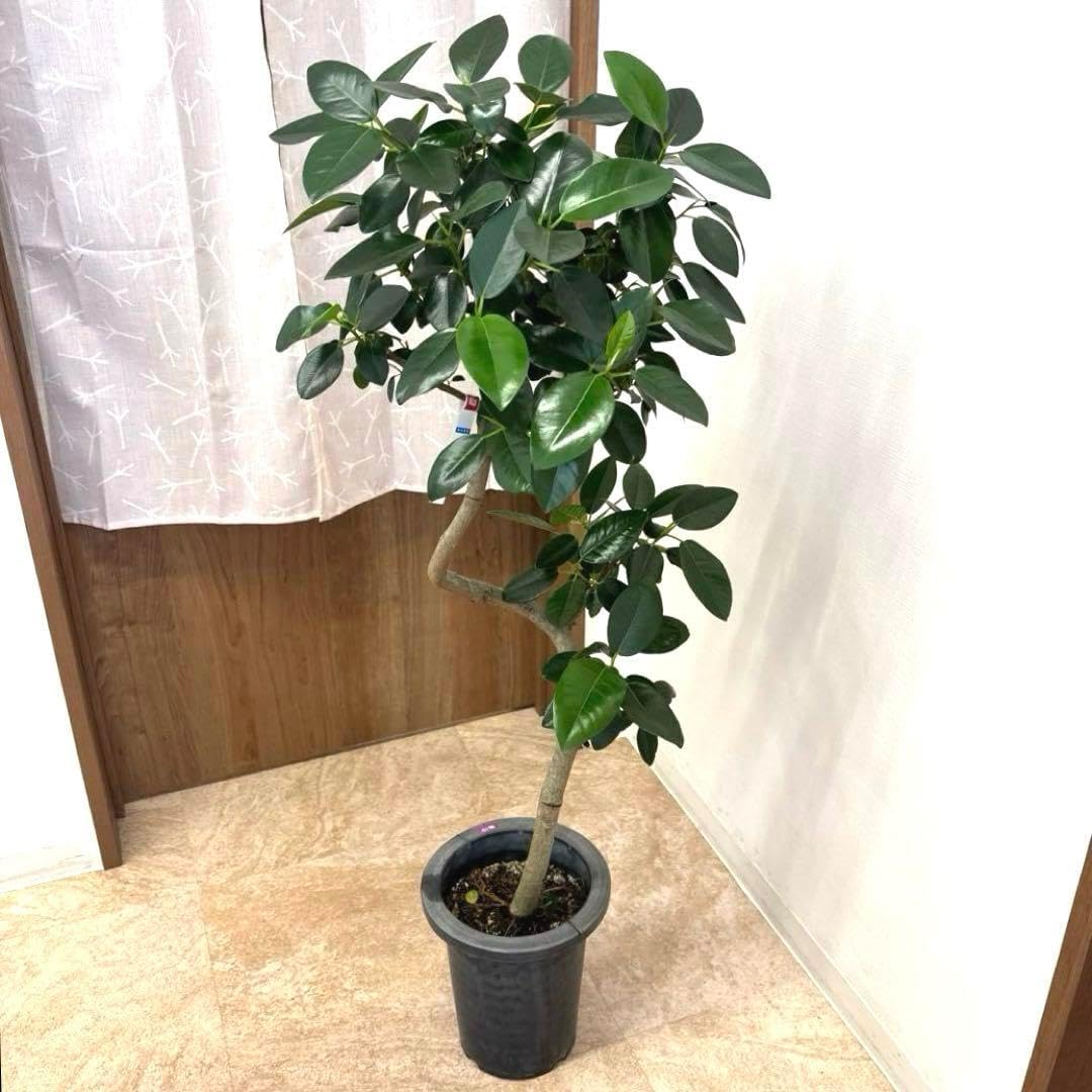 フランスゴムの木★ フィカス　ルビギノーサ　7号鉢★ 高さ115センチくらい フランスゴムの木☆ フィカス ルビギノーサ 7号鉢☆ 高さ115